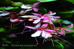 Humboldtia decurrens